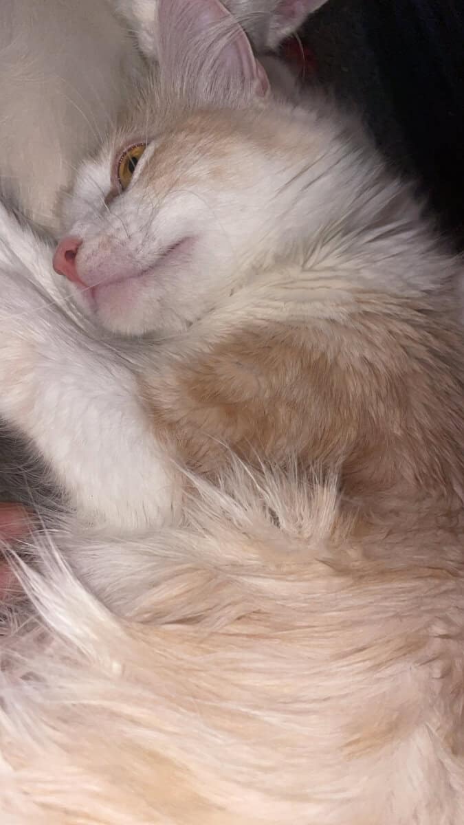 Soft, Sweet and Ready For Love-Adopt Me! image 3