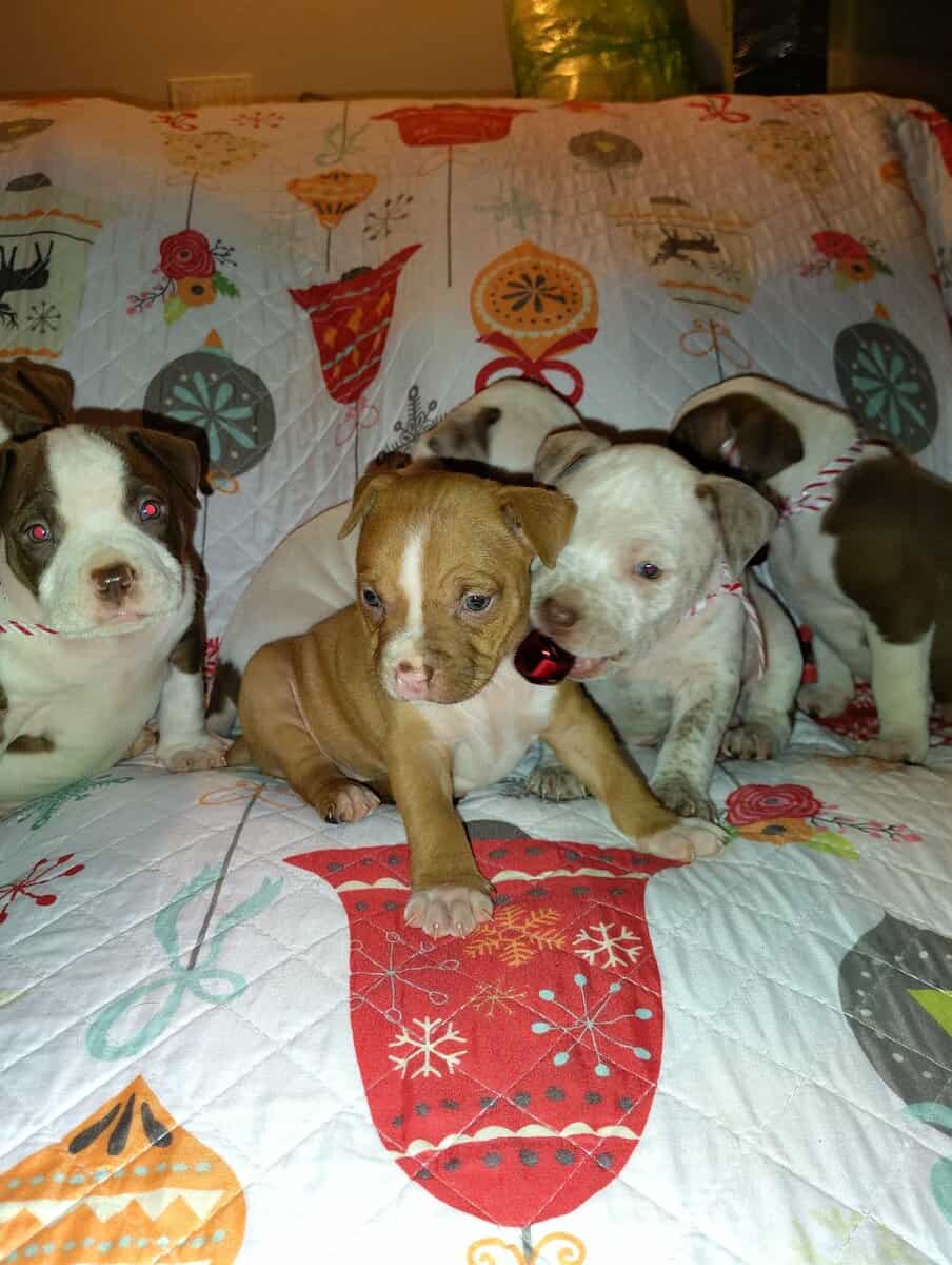 Christmas Pups image 16