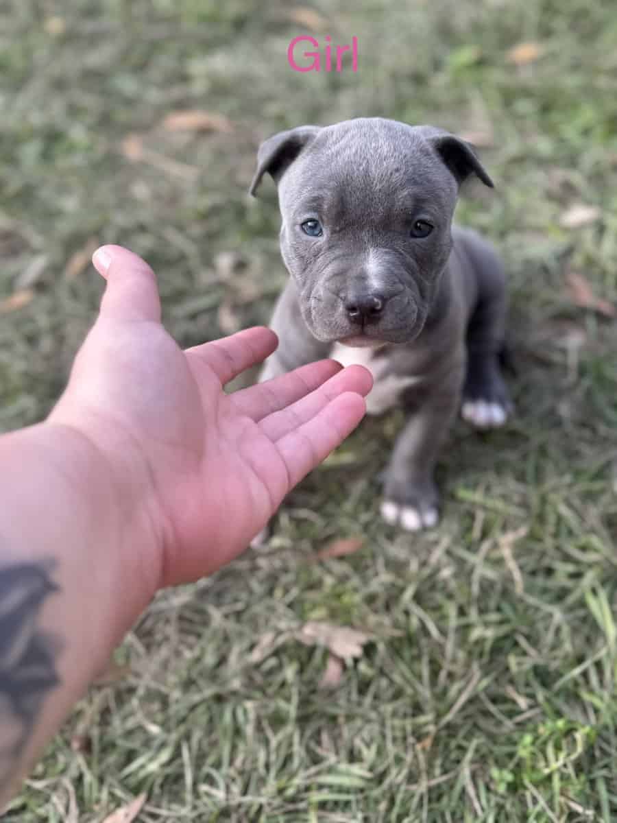Blue pit puppies for sale! image 3