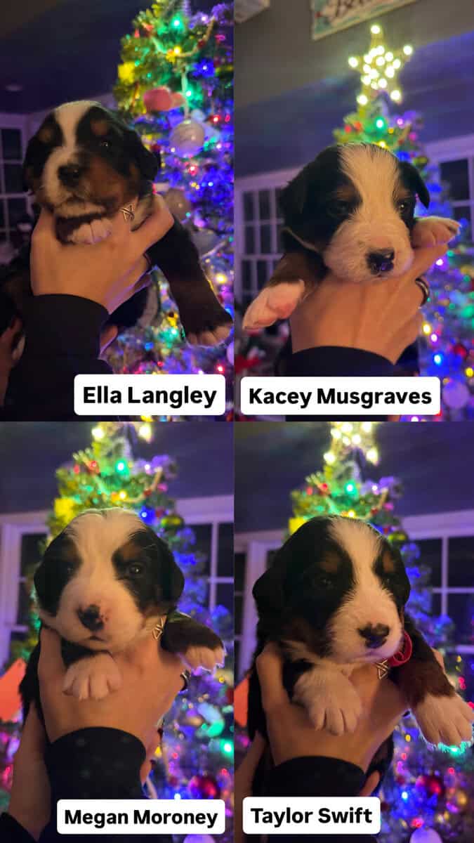 Bernese Mountain Dog puppies image 3