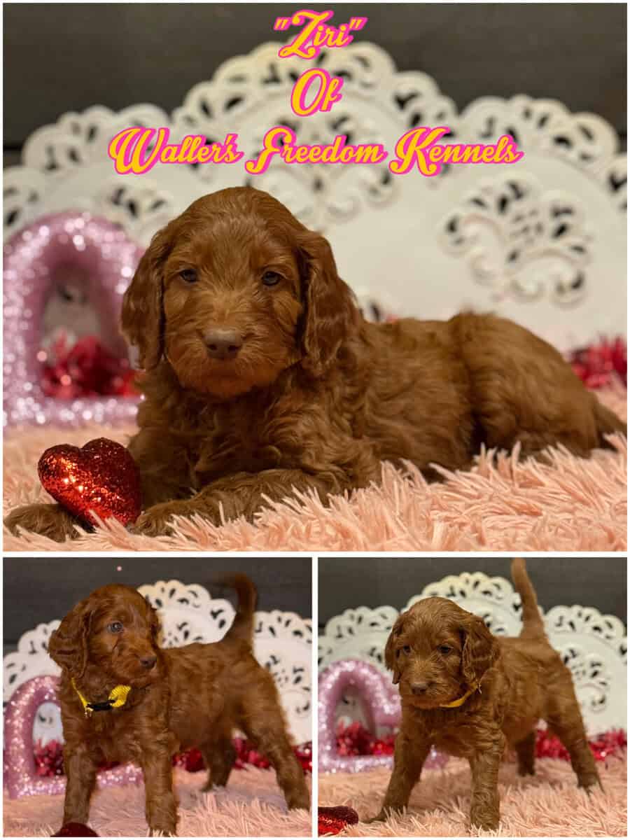 Irish Golden Doodles image 4