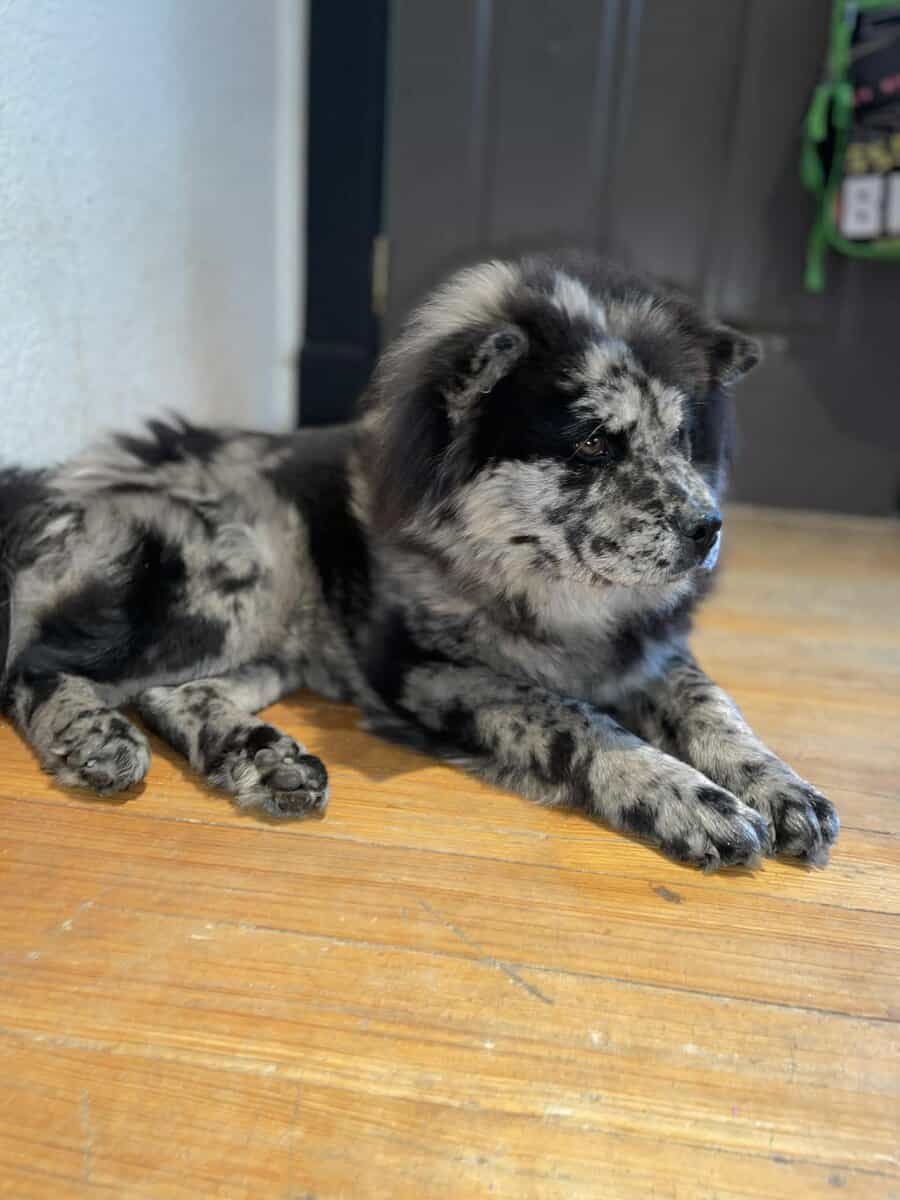 Chow puppy image 2