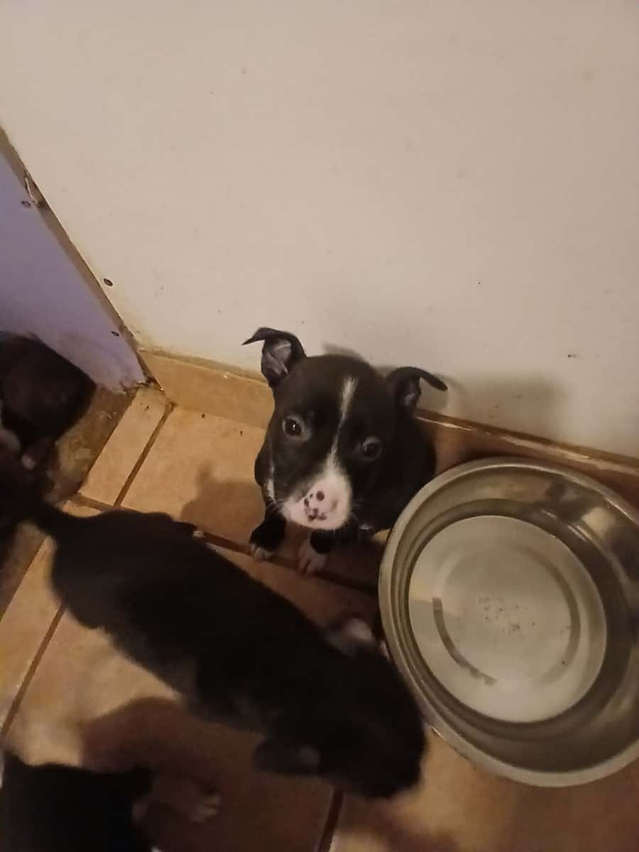 Puppies image 3