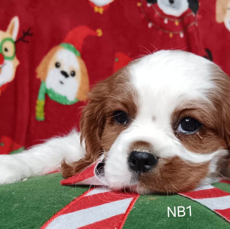 AKC Cavalier Puppies image 16