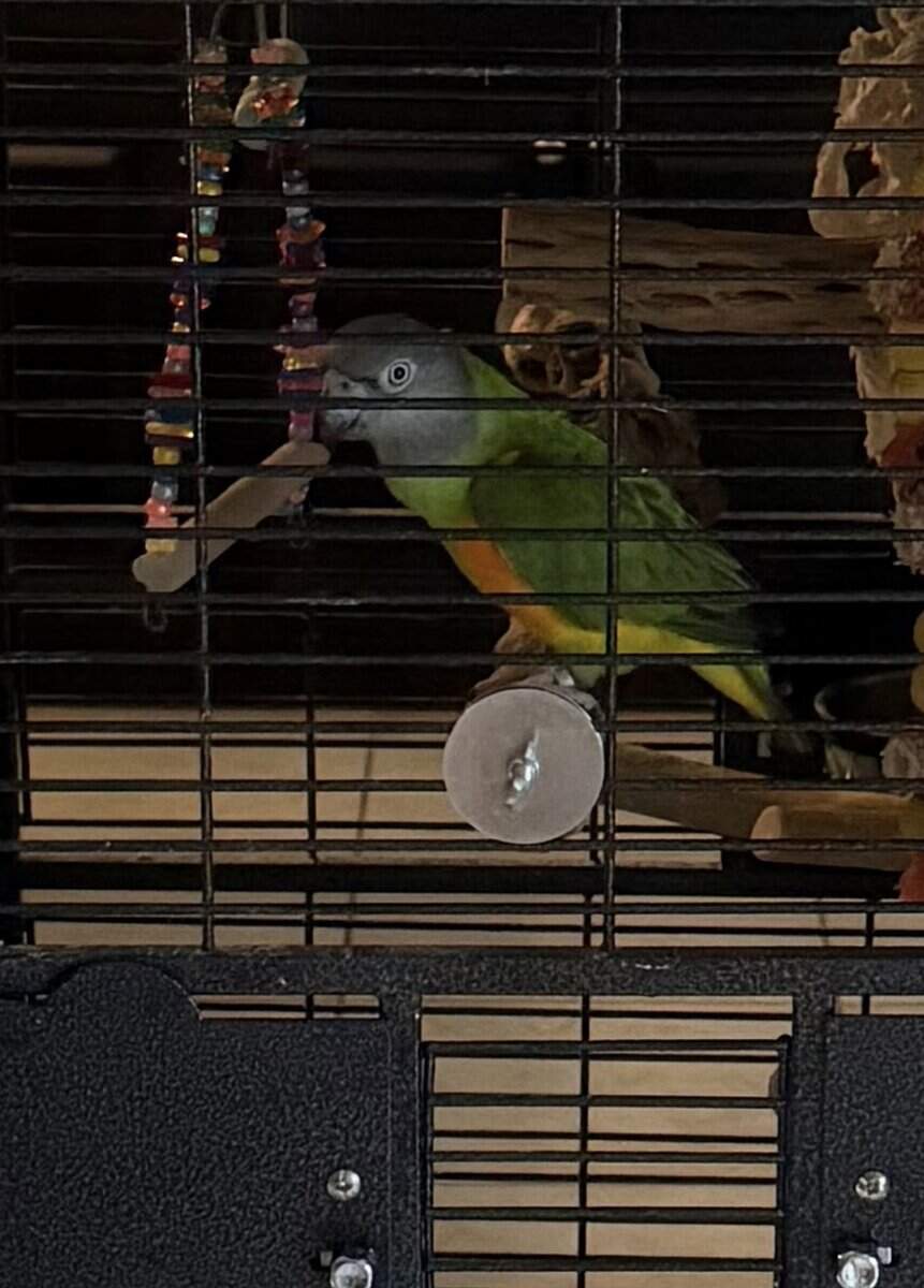 Senegal Parrot Needs a New Home - Includes Cage image 2