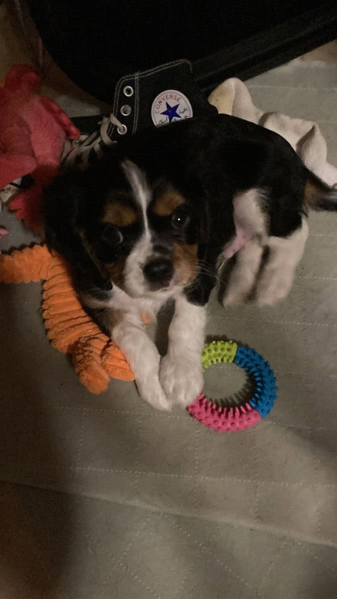 Cavalier puppies AKC tri color image 1