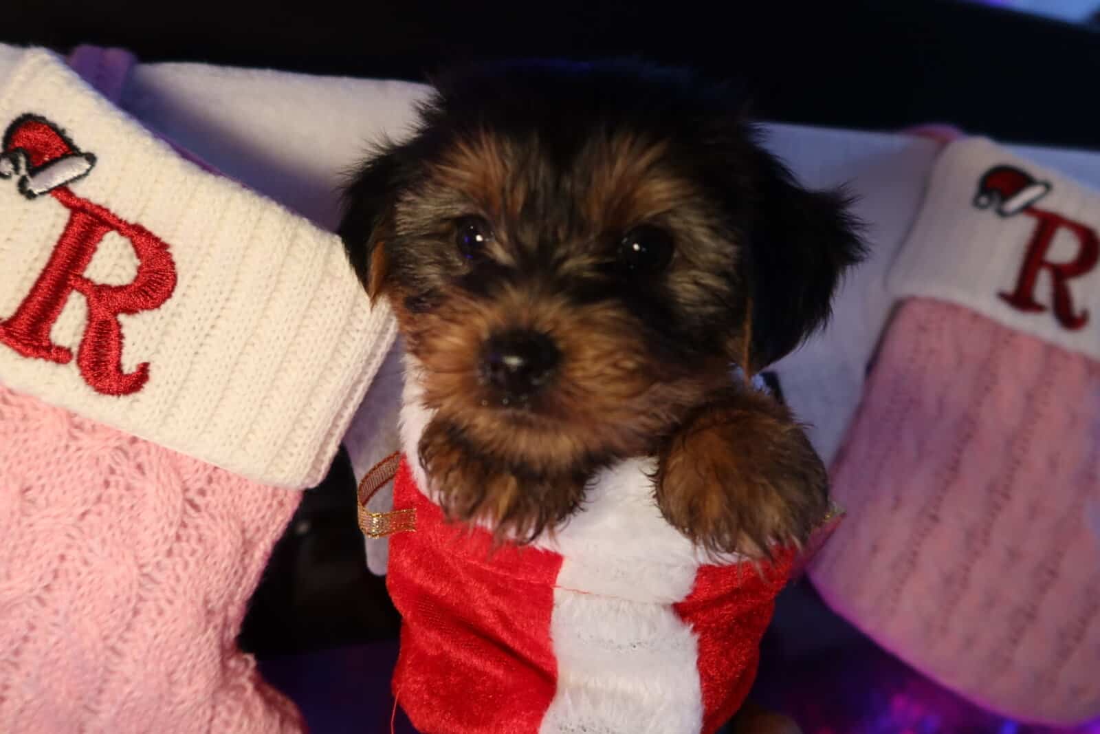 Adorable Yorkie Terrier Puppies Ready 4 Christmas image 1