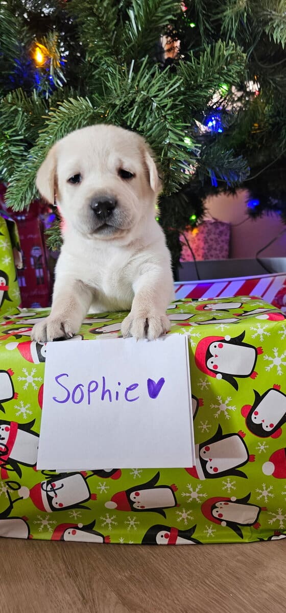 White Yellow Labrador Puppies image 6