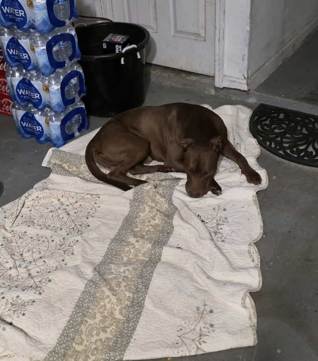 RE-HoME MEDIUM Brown Dog image 5