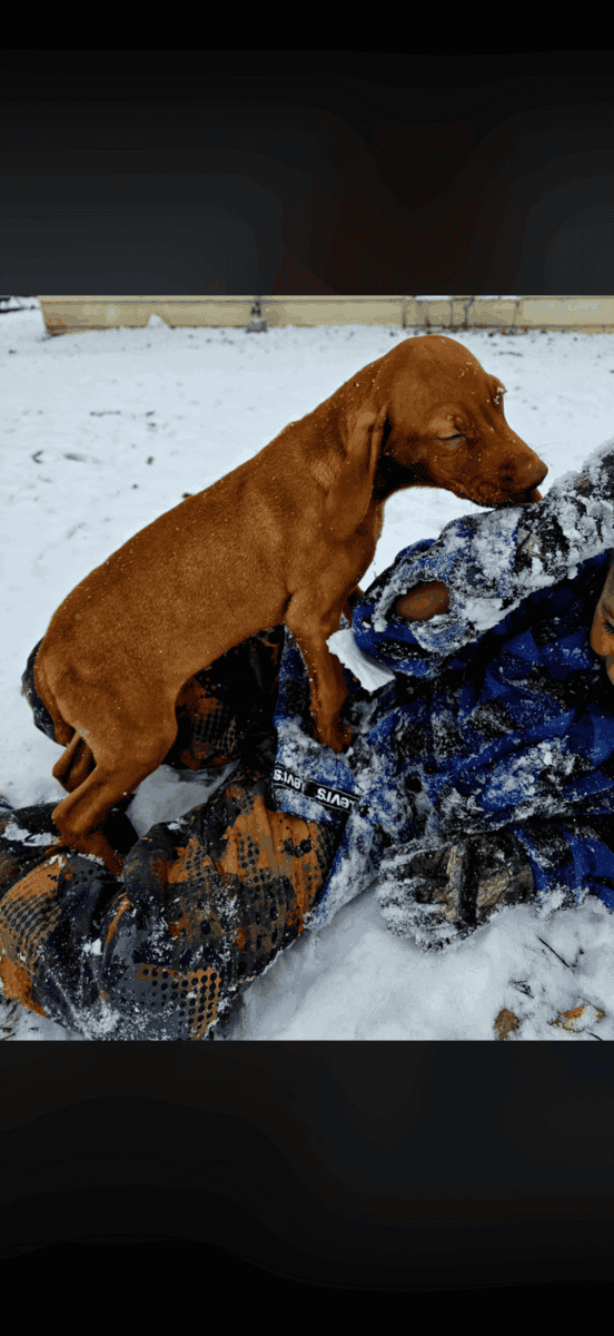 Vizsla puppy image 1