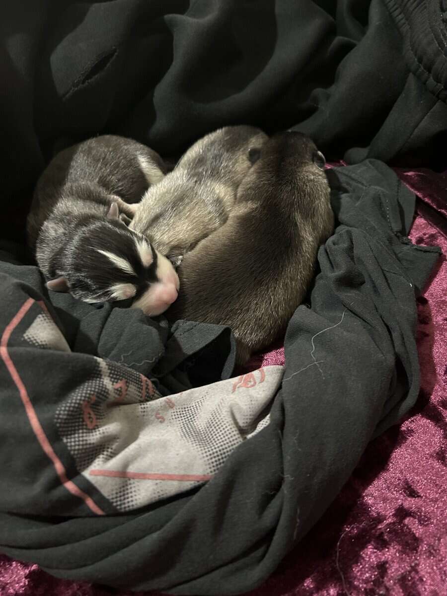 Husky image 2