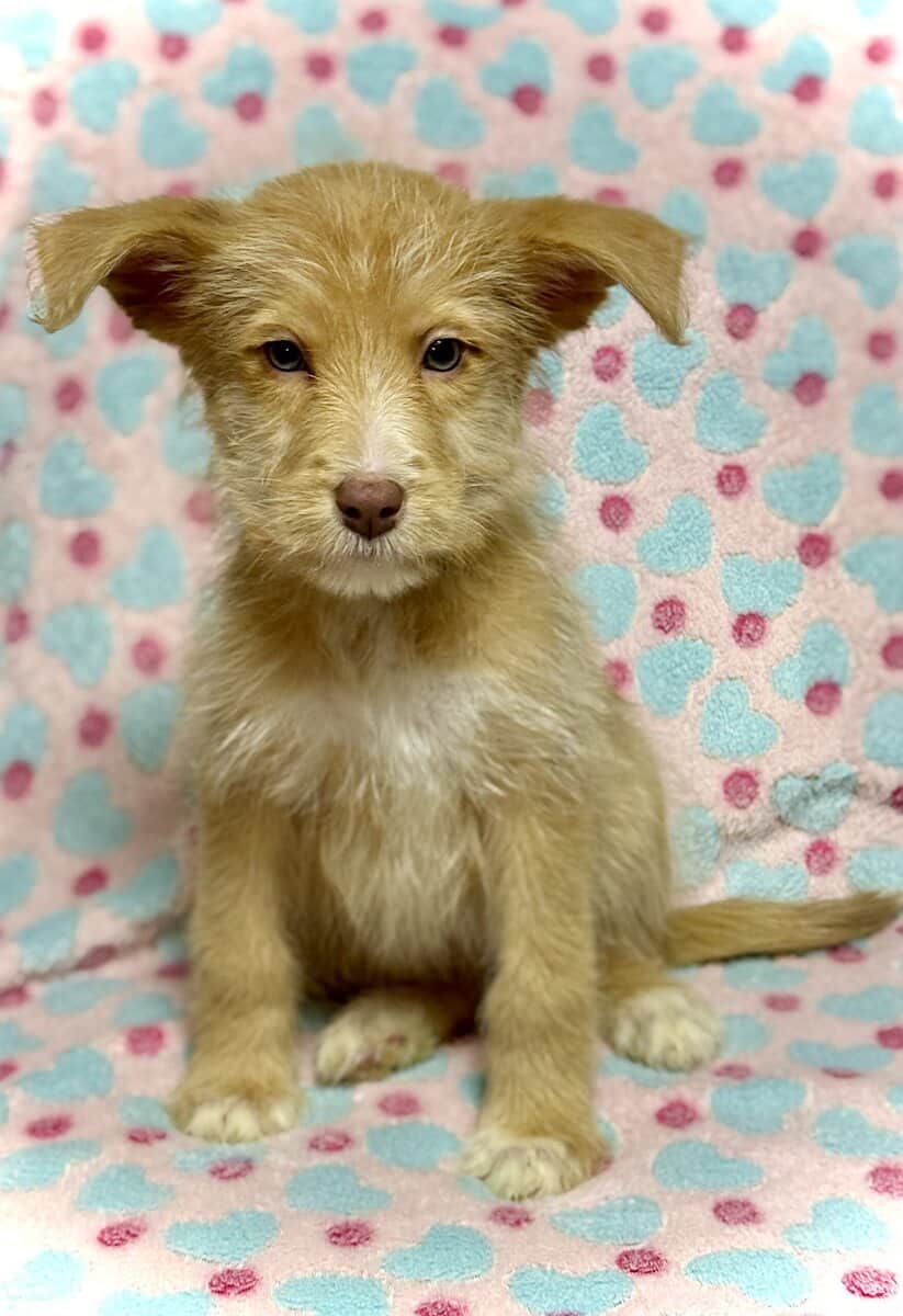 Beautiful Blue-Eyed & Merle Puppies image 13