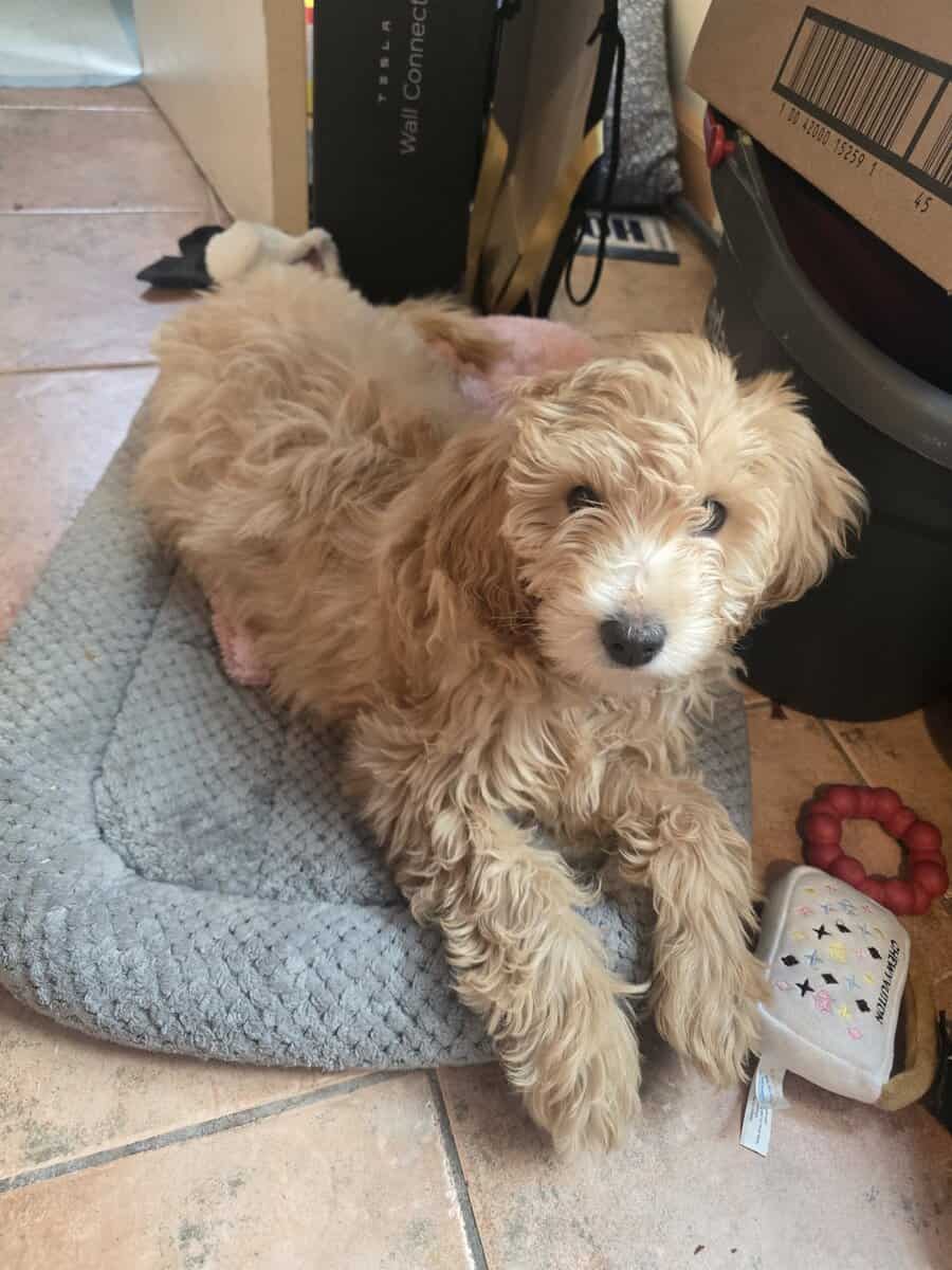 Mini golden doodle for sale image 4