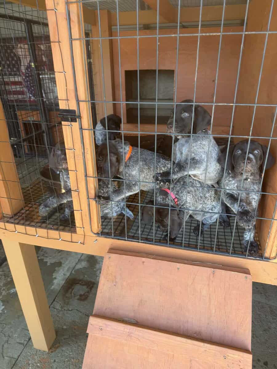 German Shorthaired Pointer Puppies image 6