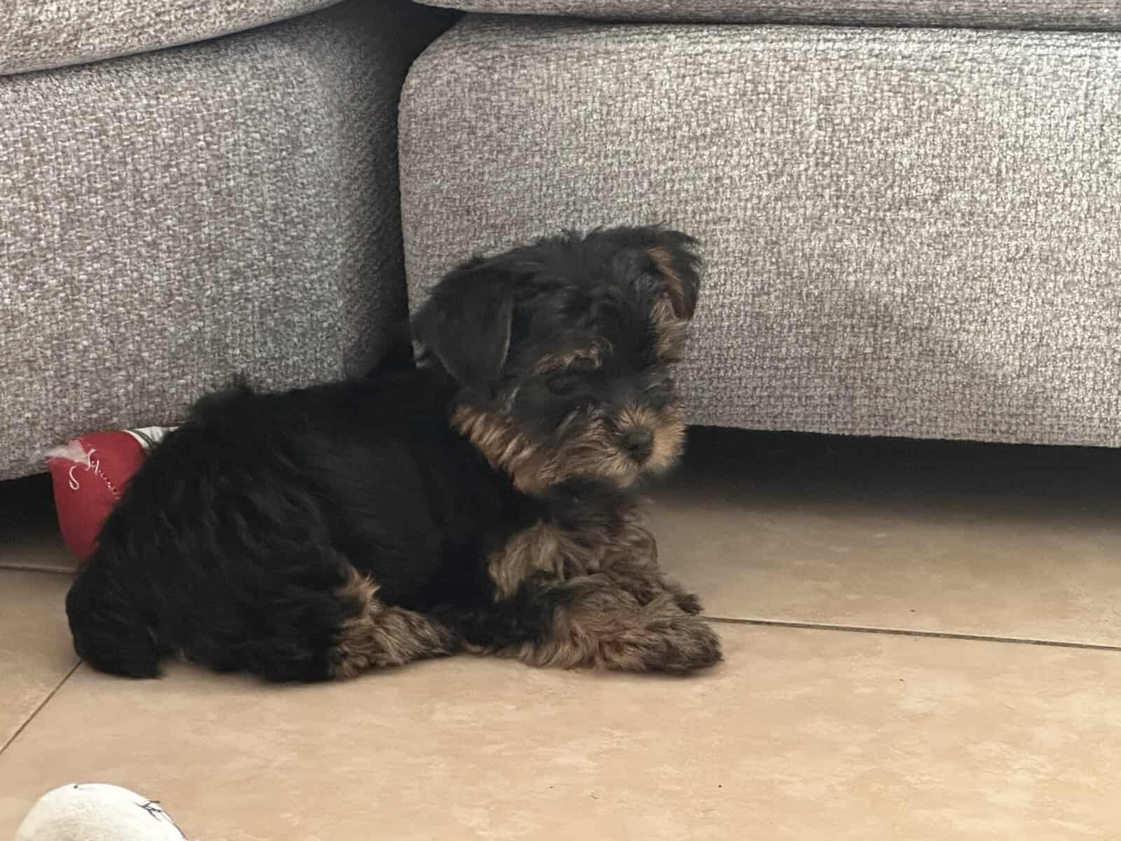 Yorkies image 3