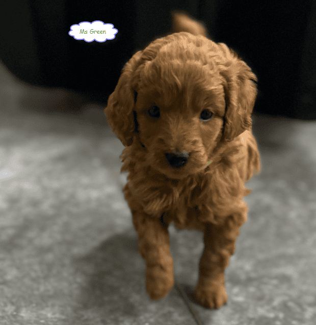 Mini-Golden Doodle Pups (Teacup to Toy size) image 7