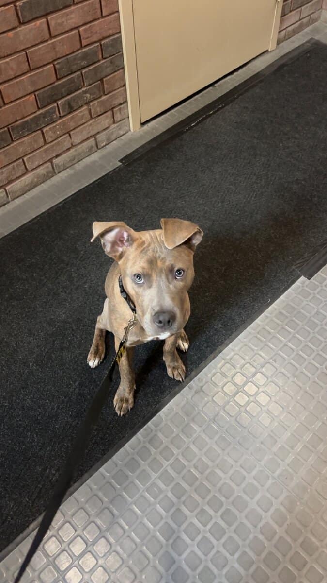 Bluenose pitbull for sale ! 10 months image 2