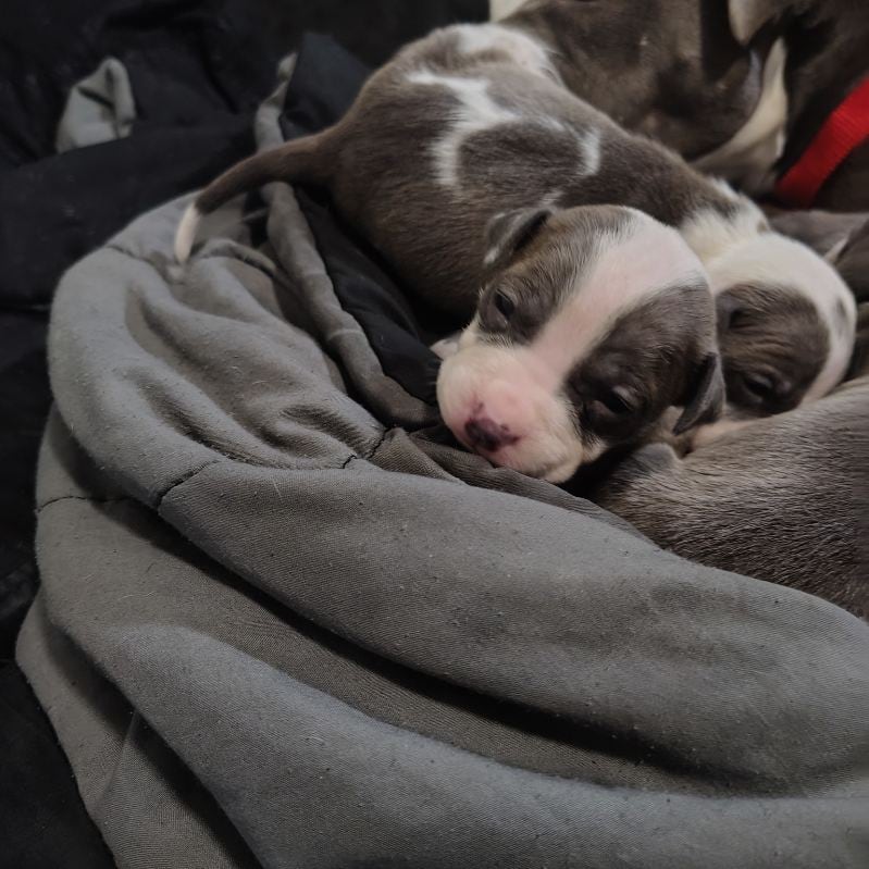 Must go Staffy Pitbulls image 4