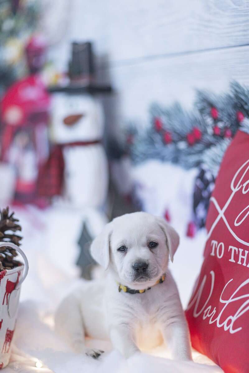 Christmas Puppies Available image 7