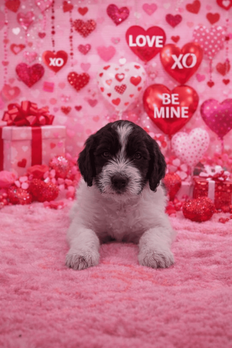 Labradoodle puppies available image 1
