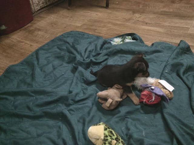 Small Chihuahua/Pomeranian Puppy image 2
