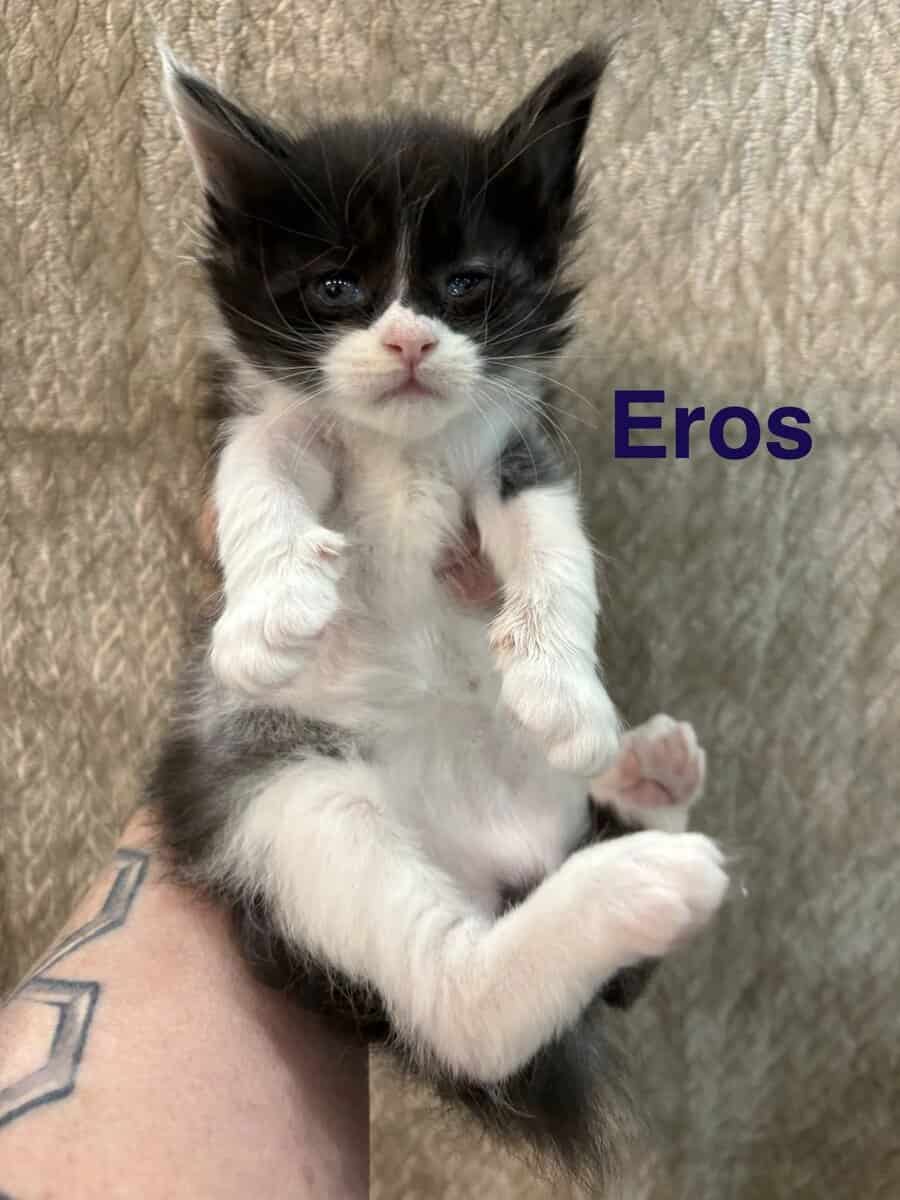 Maine Coon Kittens image 7