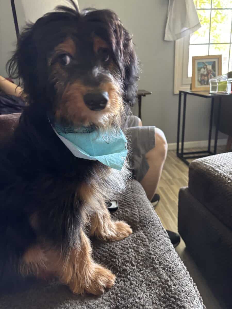 9 month old Aussiedoodle image 1