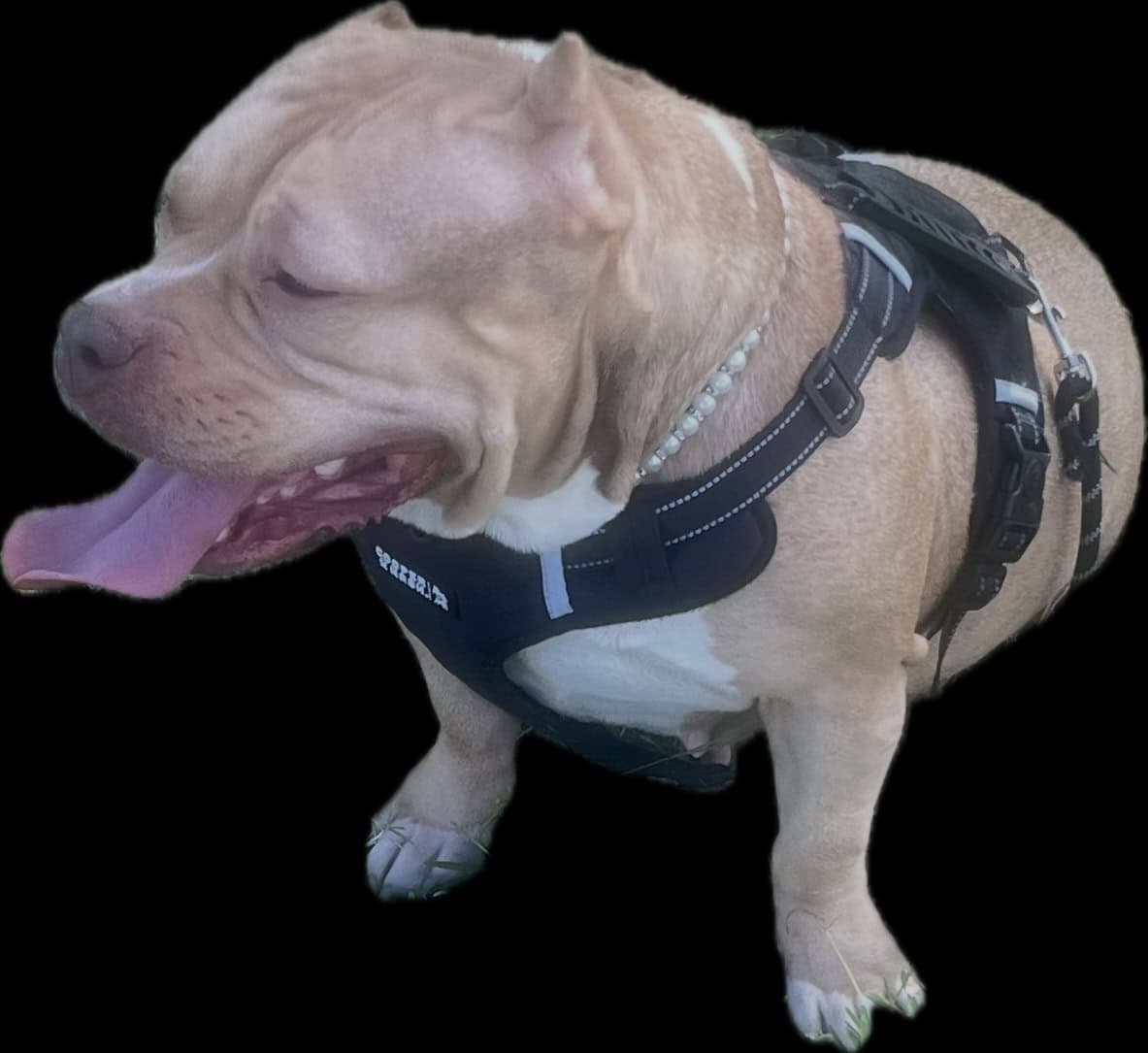 AMERICAN POCKET BULLY PUPS image 1