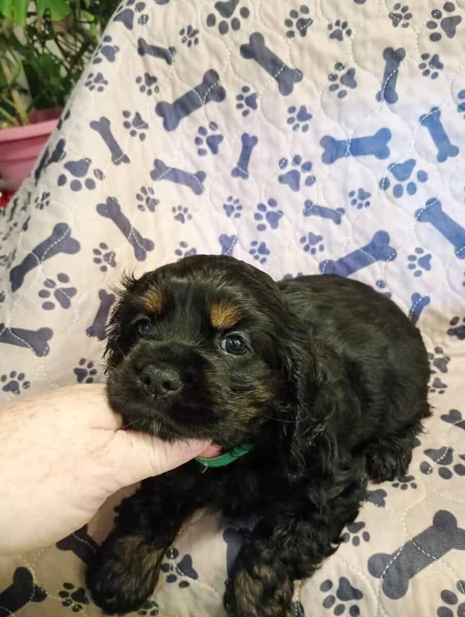 Cocker spaniel girls image 9