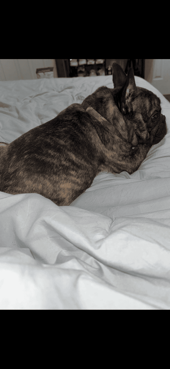 Milo frenchie image 2