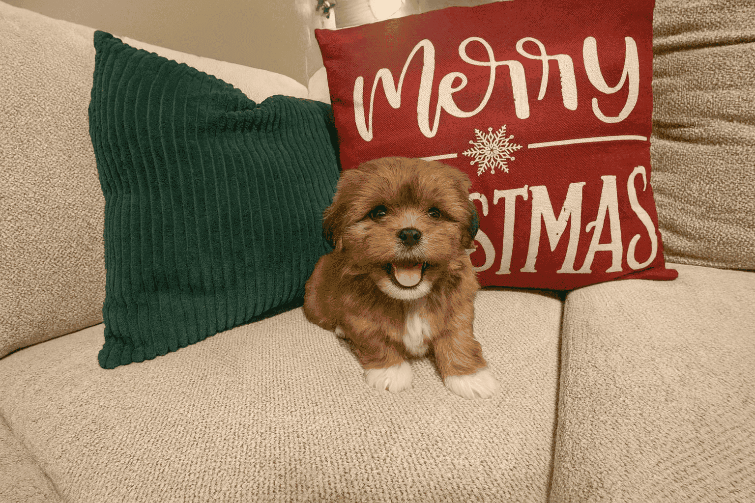 Santa’s little snuggly Lhasa with Video! image 1