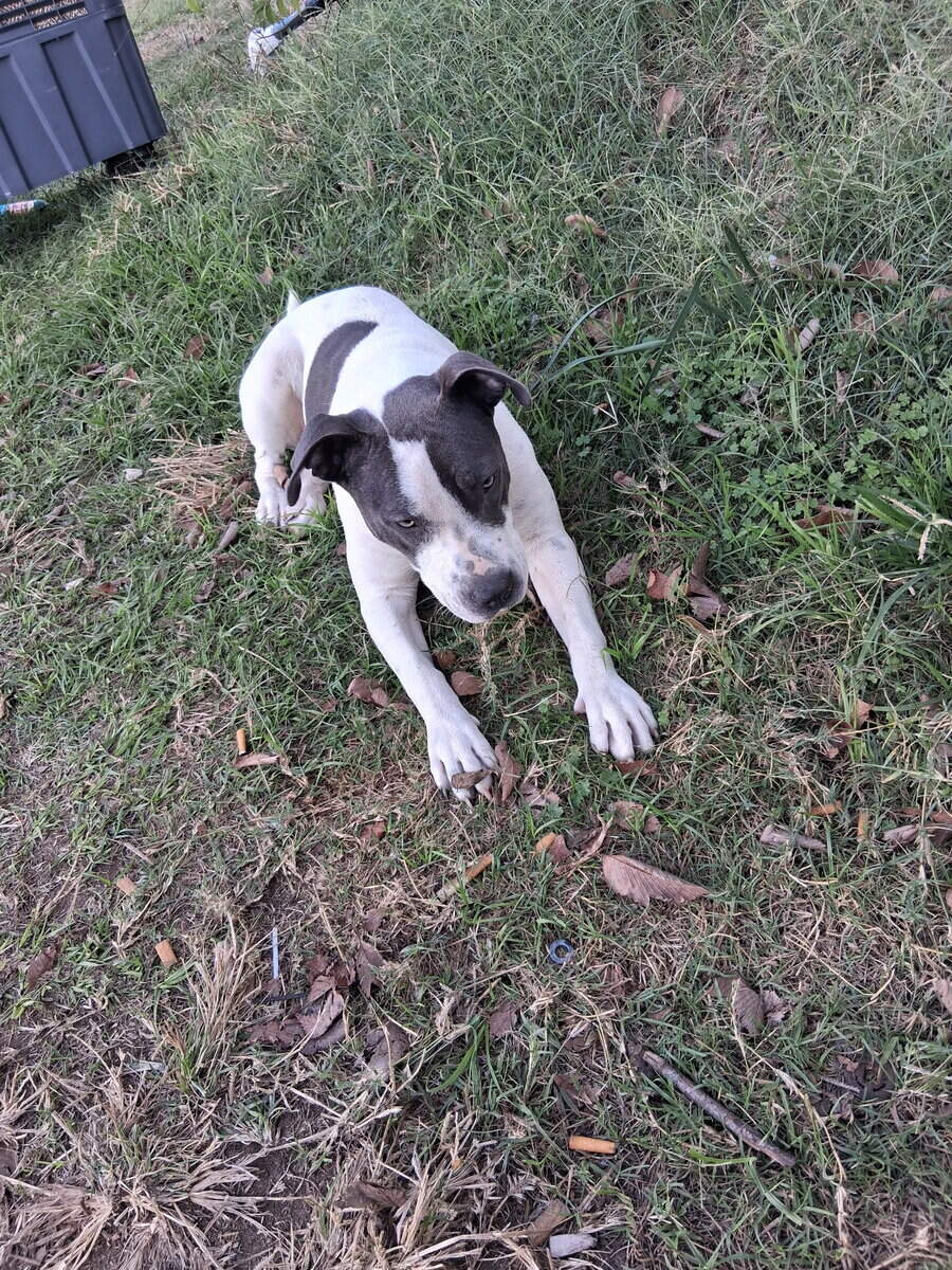 Blue tick bully in Lab mixed image 4