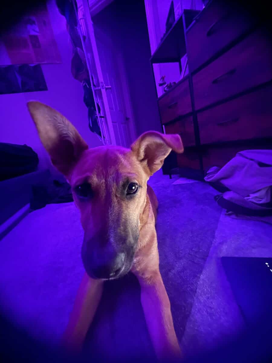 Hi, I’m Bucky! 🐾 Playful Pup Needing A New Home image 1