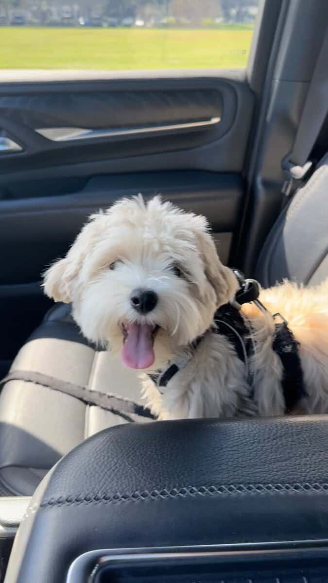 Milo a 8 mo. old male Maltipoo image 2