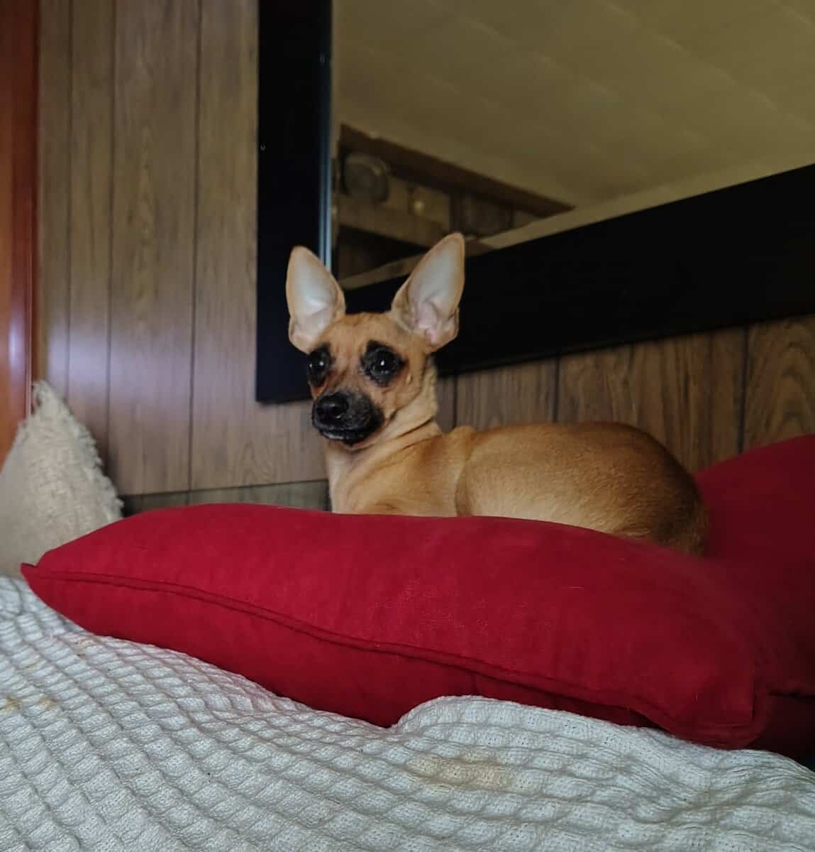 100% Pure Breed Chihuahua Puppies For Sale image 2