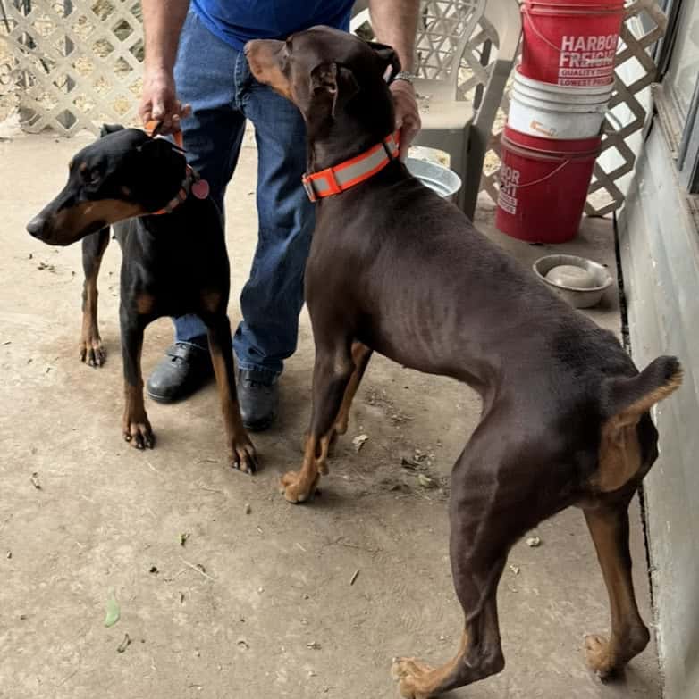 Doberman Puppies image 3
