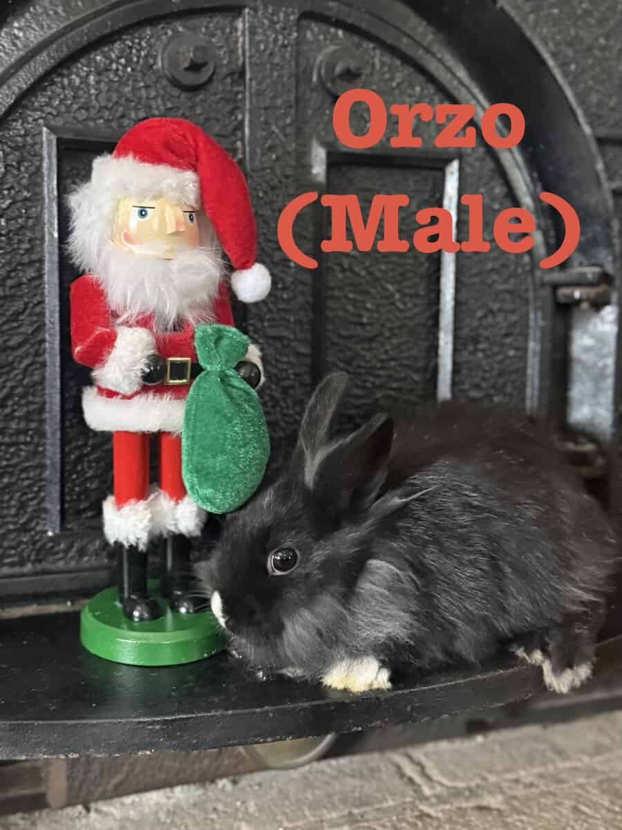 Lionhead Bunnies image 10
