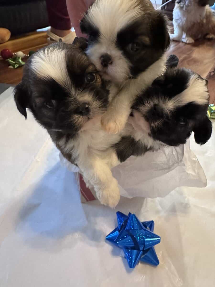 • “Adorable AKC Shih Tzu Puppies Ready for Their N image 9