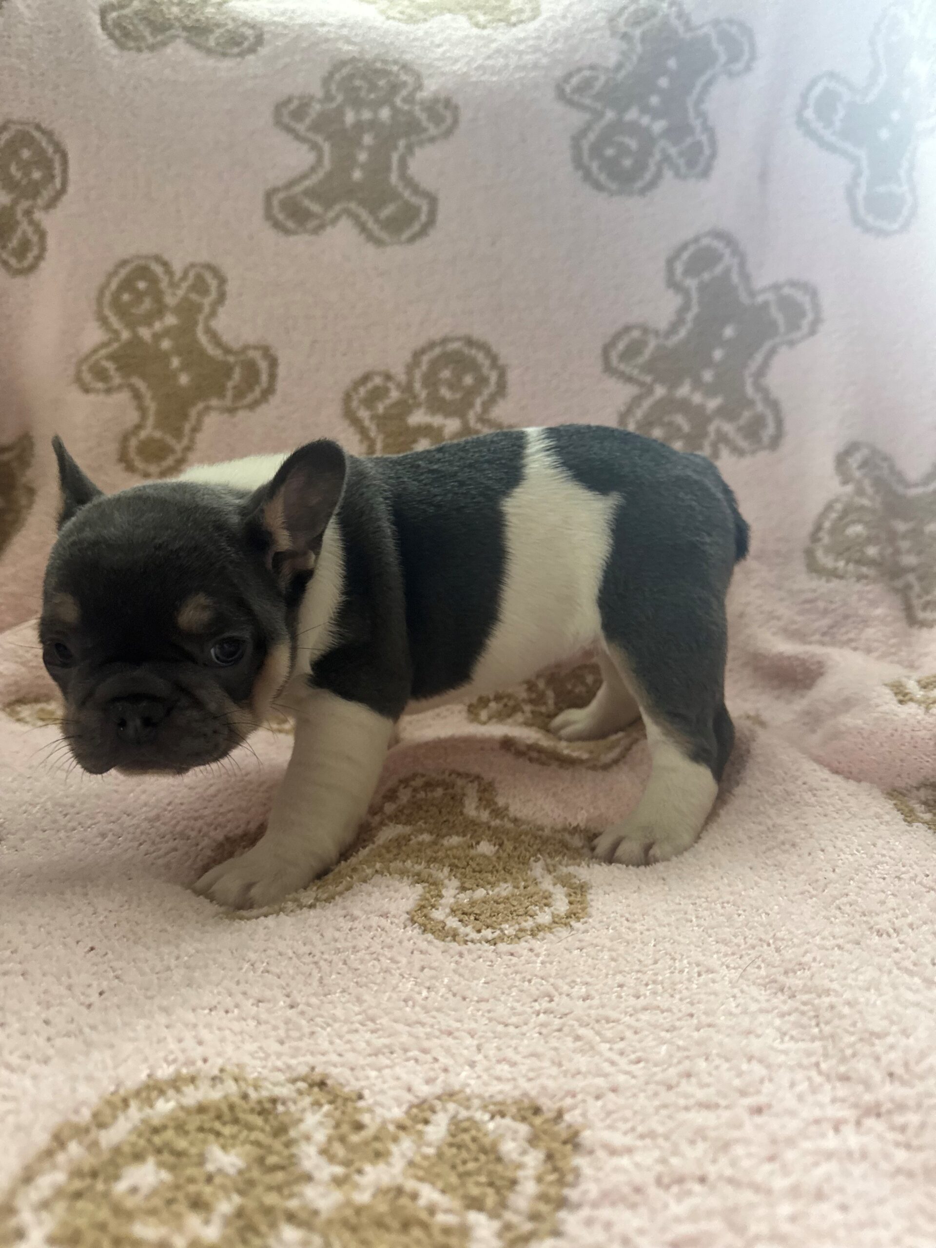 AKC Registered French Bulldog Puppy image 6