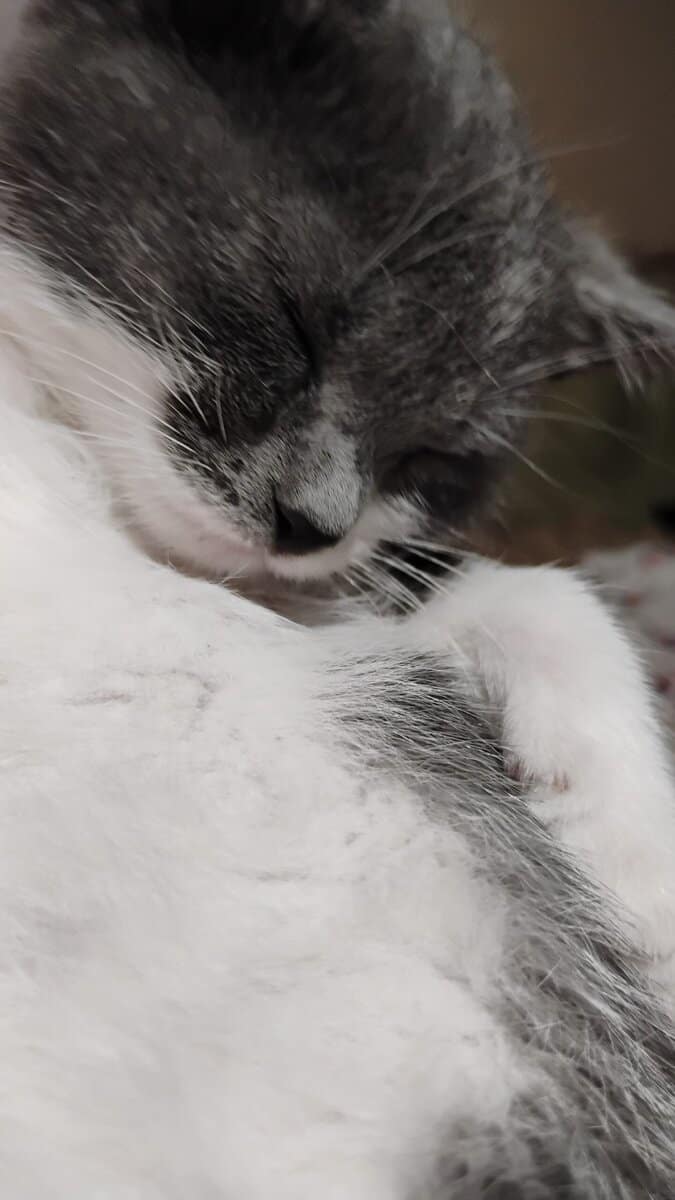Munchkin British shorthair image 11