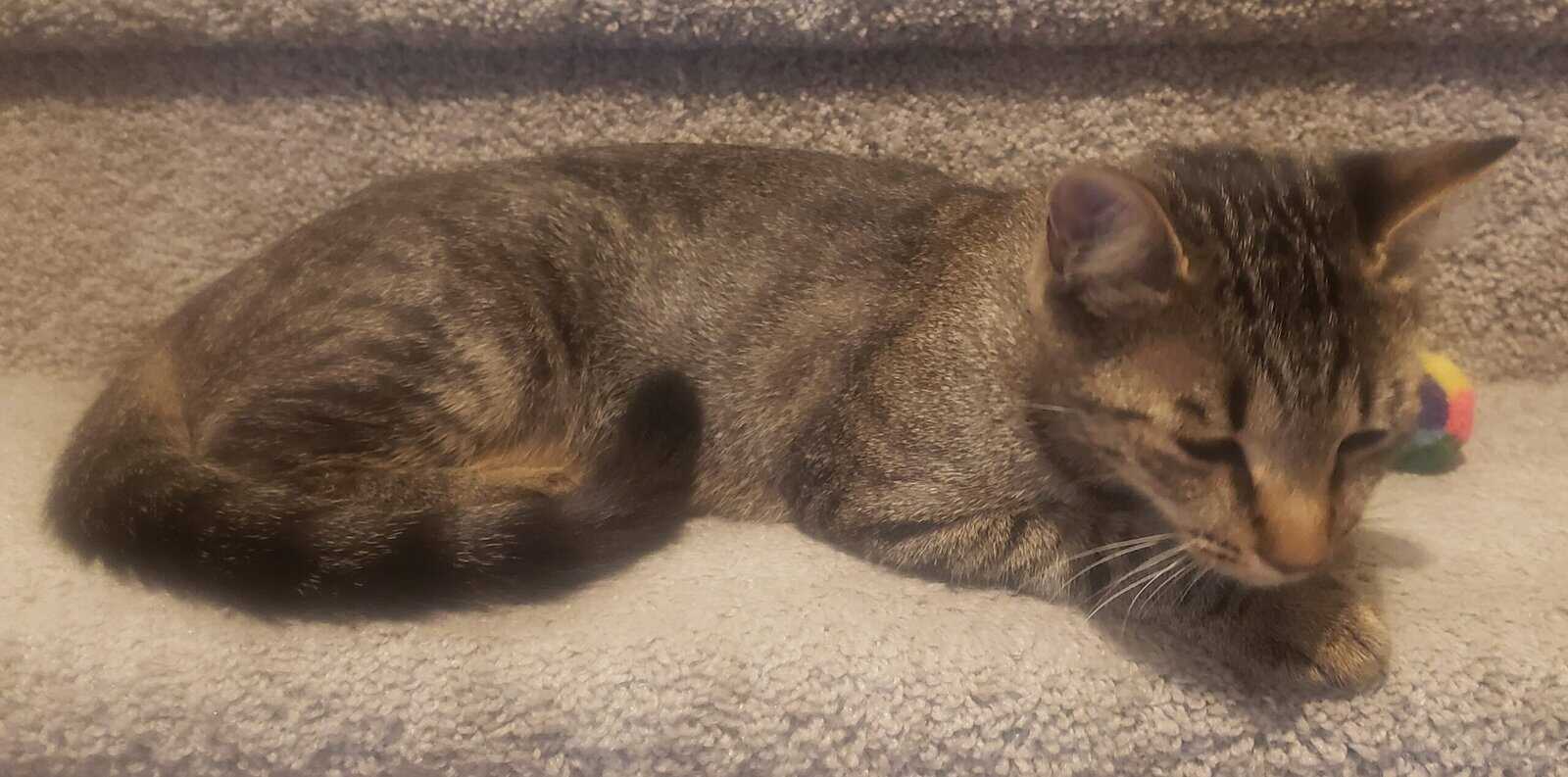 Cocoa, a Healthy and Fully Vaccinated Tabby image 13