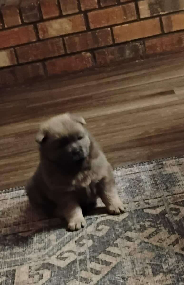 Chow Chow puppies image 2
