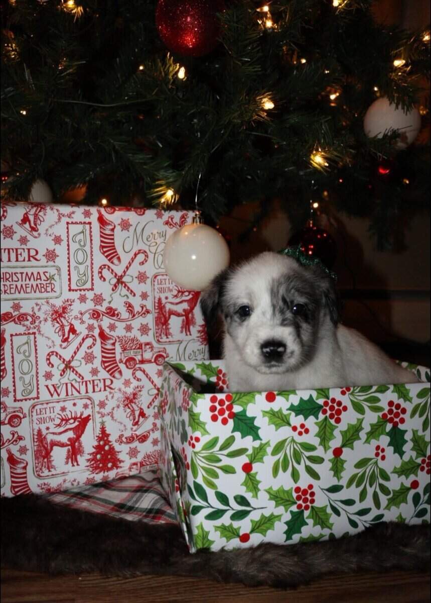 Merle doodle/blue heeler mix image 1