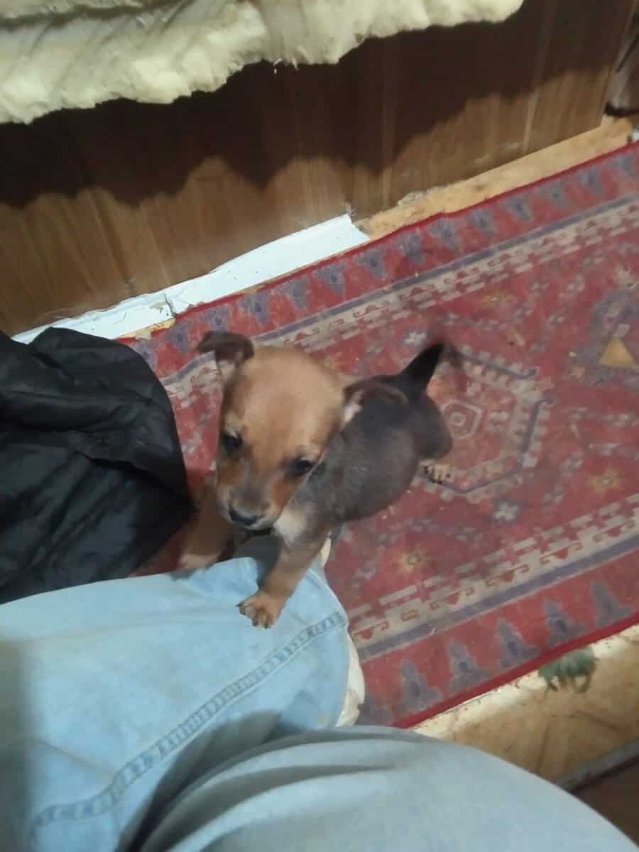 3 male chihauhau pups image 2