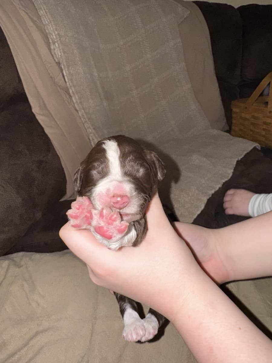 Bernedoodle Puppies image 1