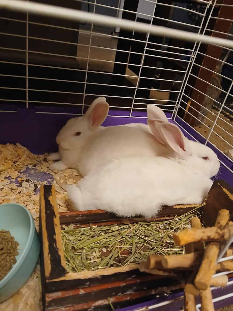 Albino Bunnies image 1