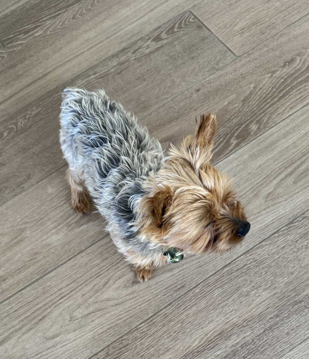 Lovable Yorky for sale image 5