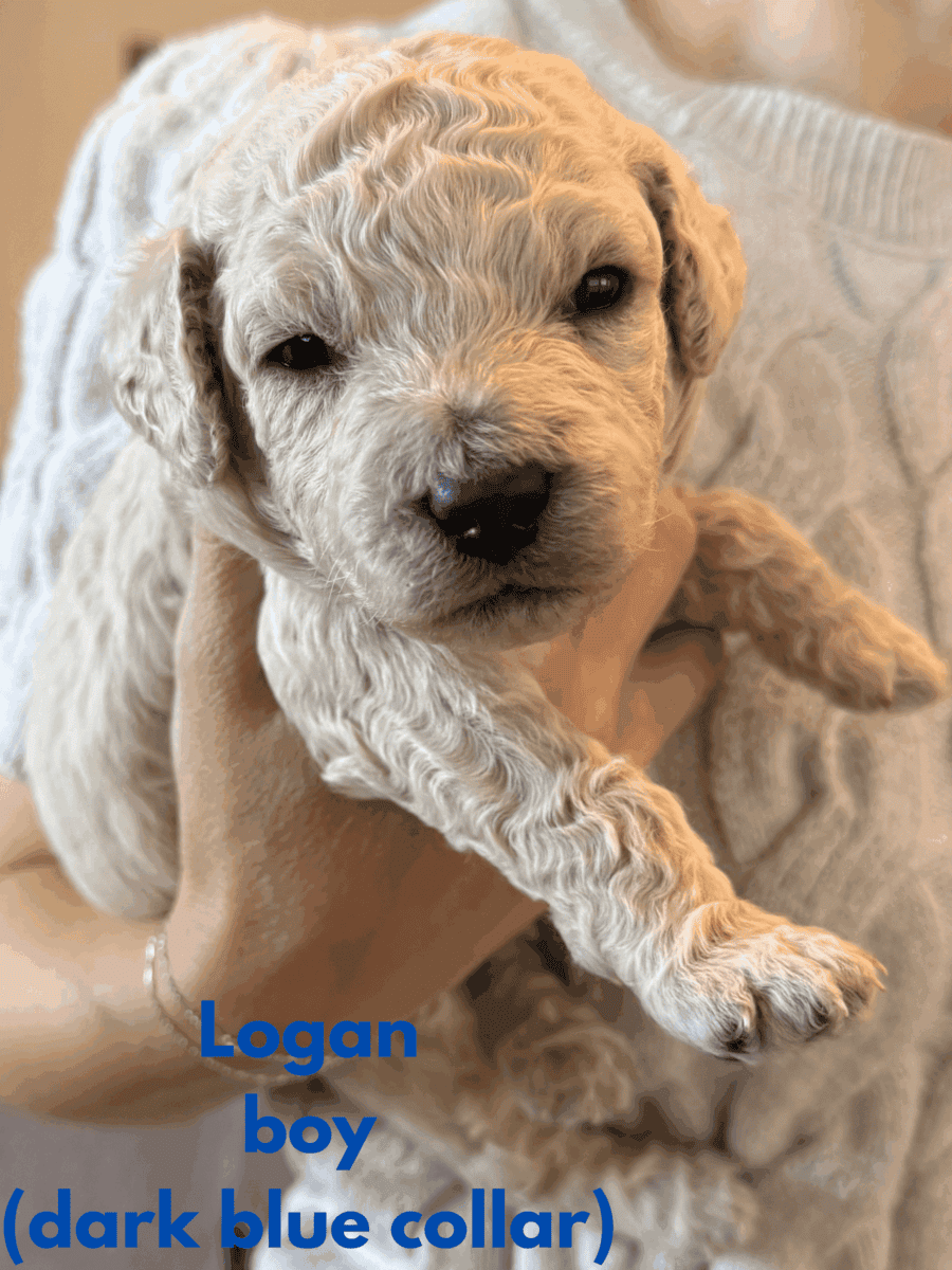 Medium Doubledoodle Goldendoodle Labradoodle Pups image 1