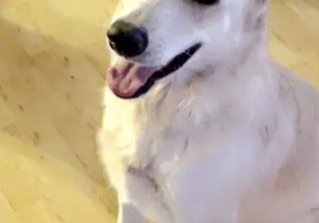 White German Sherpherd