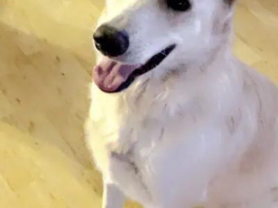 White German Sherpherd